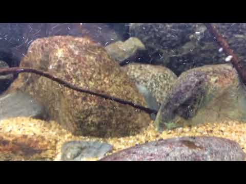 ridente torrente di montagna