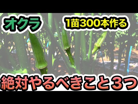 苗が成長しないのはなぜですか?それを修正するにはどうすればよいですか?  庭園