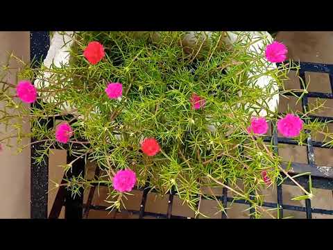 Flowers #garden #flowers #bhavanivijay