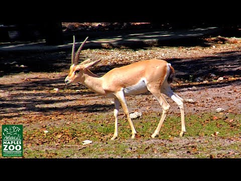 download lagu mp3 mp4 Long Horned Gazelle, download lagu Long Horned Gazelle gratis, unduh video klip Long Horned Gazelle