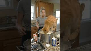 #youtubeshorts  #viral #comedy  #shorts #cat