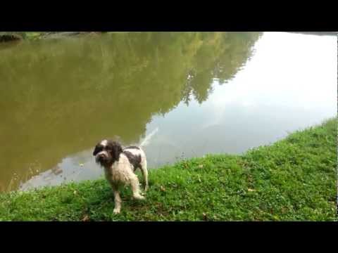 Lagotto romagnolo – mladički šampionskih linij in odličnega značaja Youtube Video