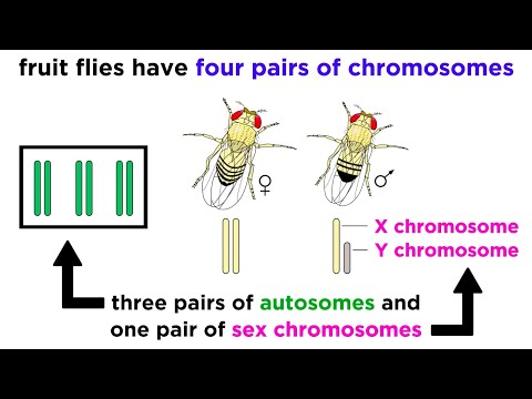Inheritance of X-Linked Genes