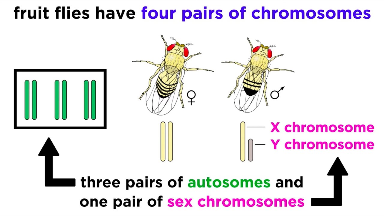 Inheritance of X-Linked Genes