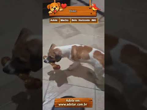 Vídeo de Duke