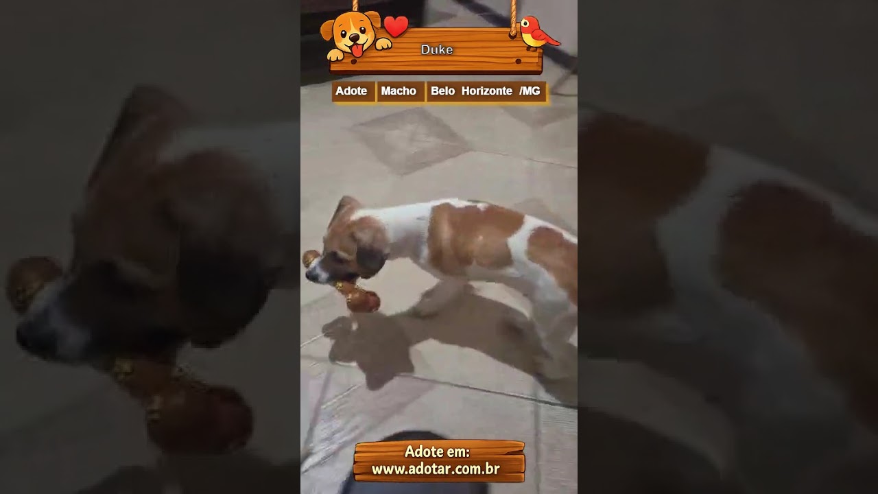 Cachorro raça SRD-ViraLata idade 2 a 6 meses nome Duke