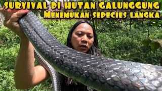 Download lagu DEDE INOEN SURVIVAL IN THE FOREST mp3 Download lagu DEDE INOEN SURVIVAL IN THE FOREST mp3