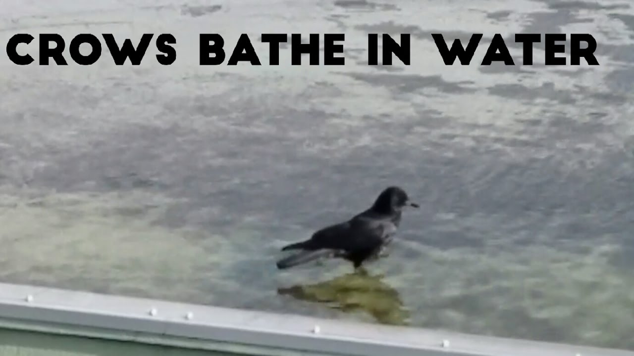 Crows bathe in water　カラスの水浴び！