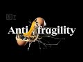 Antifragility How To Use Suffering To Get Stronger Jonathan Haidt More