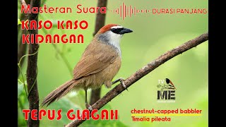 Download lagu Masteran audio suara kicauan burung kaso-kaso kidangan tepus gelagah gacor durasi panjang mp3