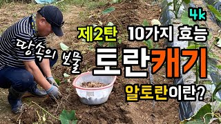 [4k] 토란의 10가지 효능 / 알토란의 유래 / 땅속의 보물 / 어머님이 잘 키워놓은 토란 캐기 제2탄