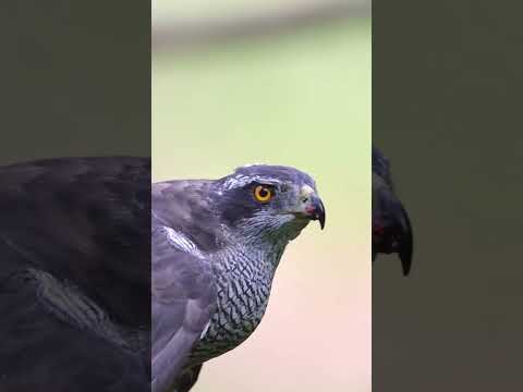 Devil #falcon #devil #shorts