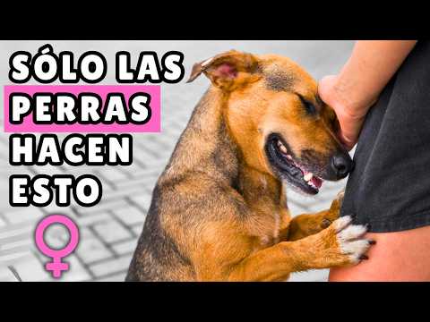 9 COSAS sorprendentes que las PERRAS hacen con sus dueños (y los machos nunca harán) 🐶♀️