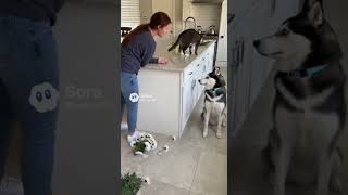 The cat blamed the dog #cats #husky #matercat #pets #funny #catvideos #puppy #kittens #cutedog