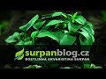 Akváriové rastliny Anubias nana Bonsai