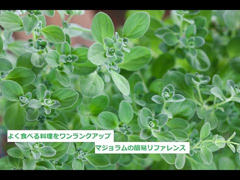 ワイルドマジョラム、リアルドスト 植物