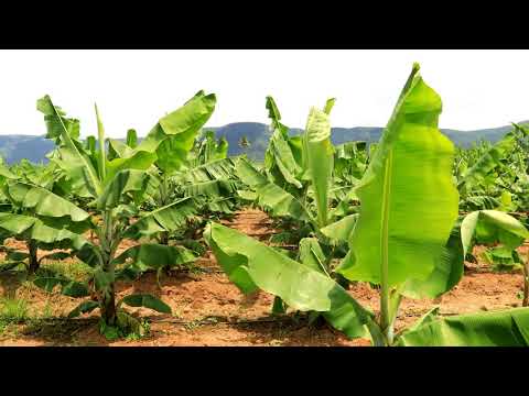 Tamanna Bell Banana Documentary Voice Over