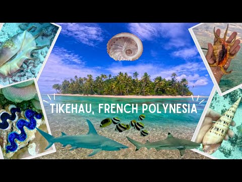 Shelling & Diving in Tikehau, French Polynesia - Shells Everywhere!