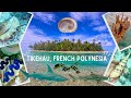 Shelling Diving In Tikehau French Polynesia Shells Everywhere