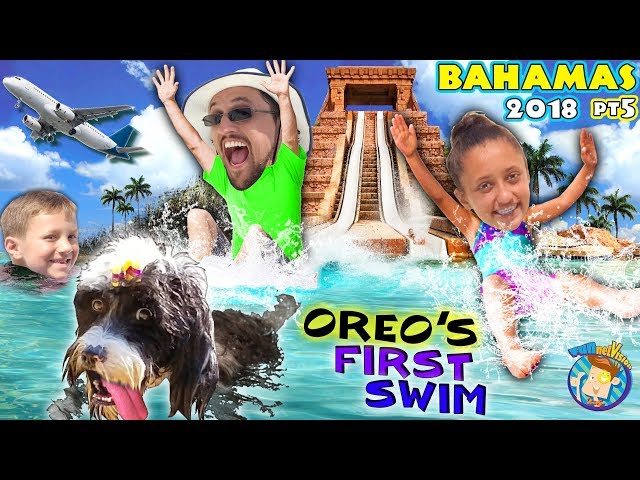 ANGRY SOGGY DOGGY SWIMMING + BAHAMAS ATLANTIS LEAP OF FAITH SHARK WATERSLIDE (FUNnel Vision Vlog)