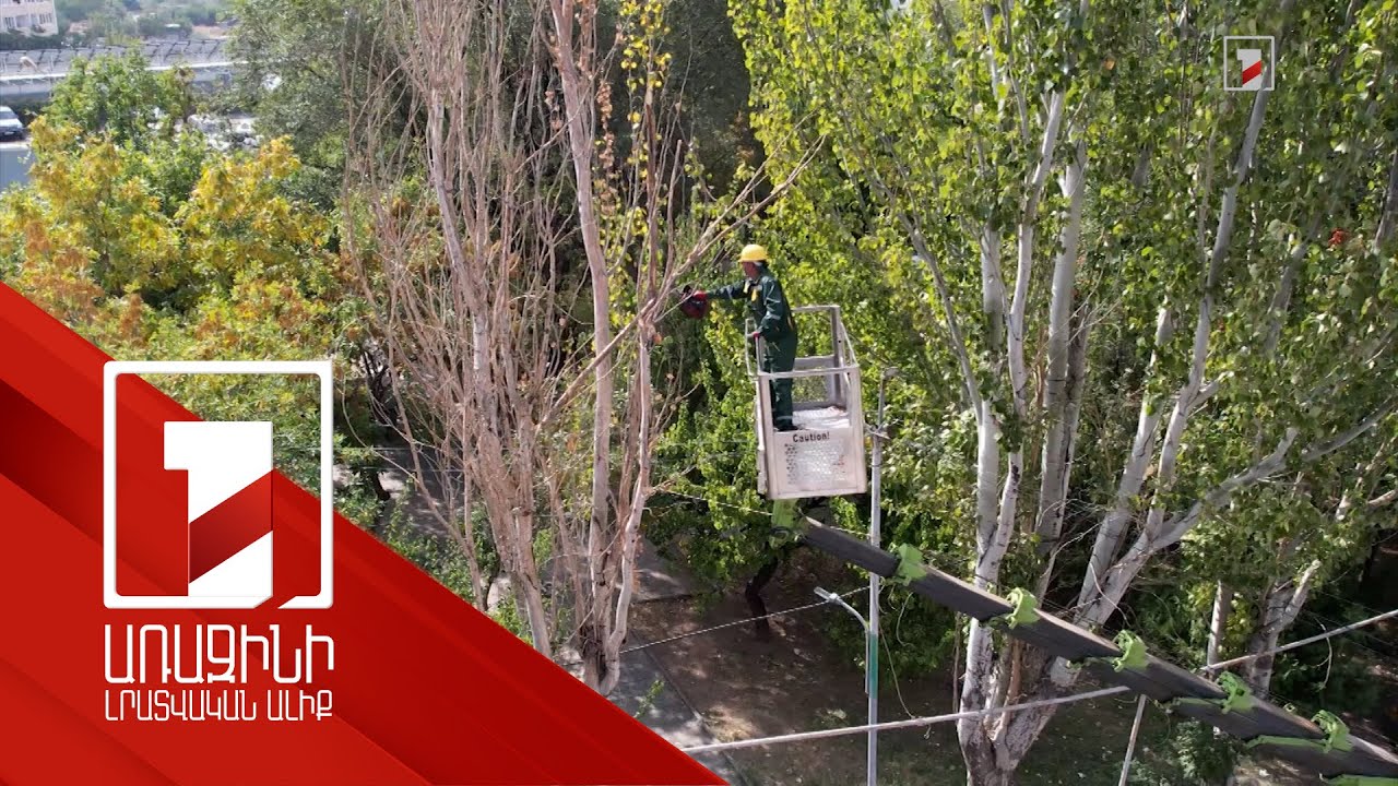 Երևանում տապալման վտանգի տակ գտնվող ծառերը կտրվում են, փոխարինվում նորով