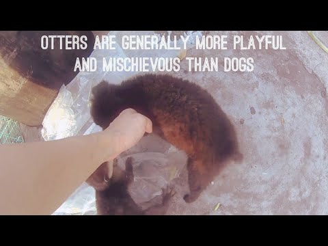 Why Shouldn't Otters Be Kept As Pets Like Dogs?