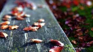 Autumn Leaves - Lica Cicato & Romero Lubambo