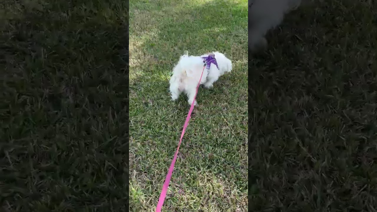 Enlarge Lily PENDING ADOPTION, an adoptable mixed breed in South Portland, ME video 3/6