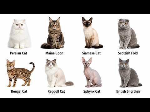 Every Type of Cat Explained