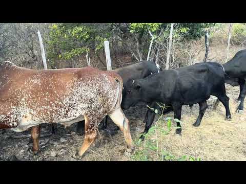 Boiada no Ceará #nelore #gado #agro #pecuarista  Regiao saboeiro  e Jucas 