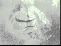 Ahleuchatistas - "Heads Full of Poison"