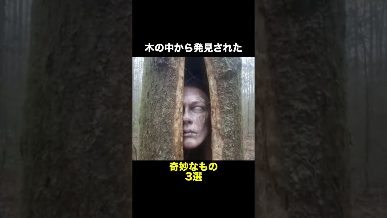 木の中から発見された奇妙なもの 3選　　　　　　　　　　　　　　　　　　#森林 #奇妙