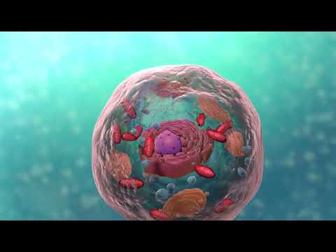 Structure 3D d’une cellule (biology celle en anglais)