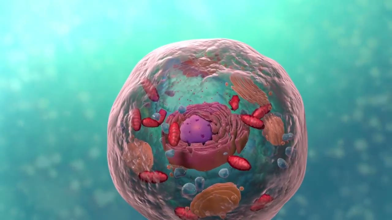 Structure 3D d’une cellule (biology celle en anglais) - YouTube video featuring the word hollow