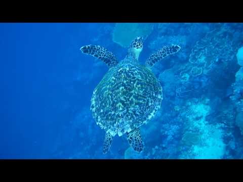 Nikon COOLPIX W300: Underwater