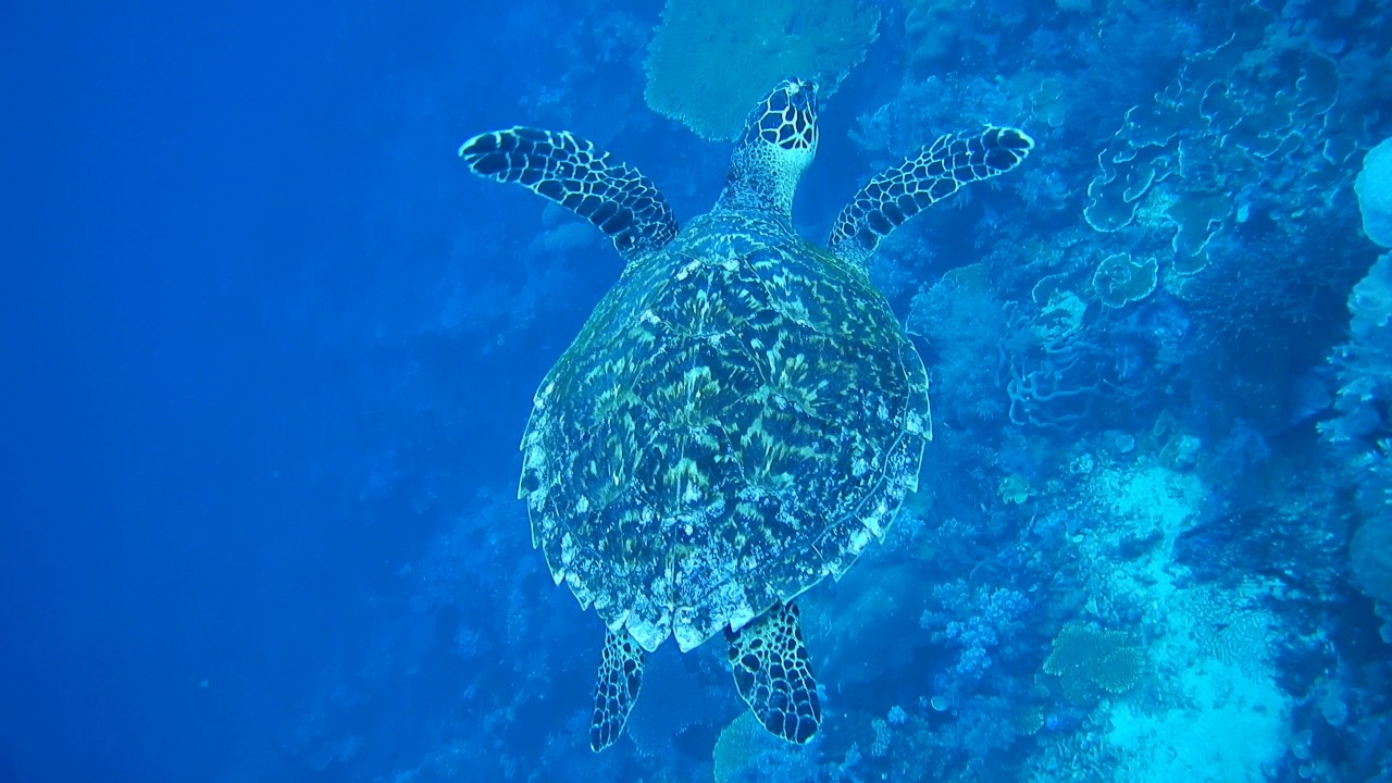 Цифровой фотоаппарат Nikon Coolpix W300 оранжевый