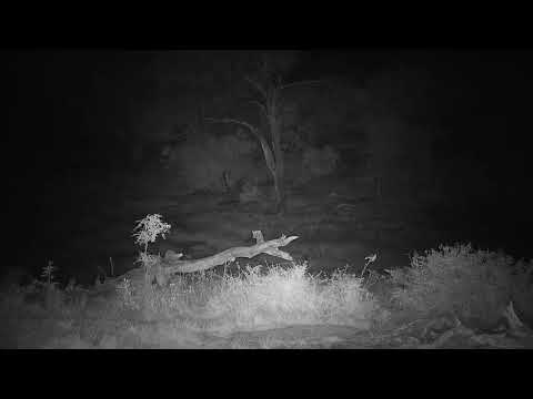 Djuma: Audio from leopard sawing and lions roaring/calling-Pt:2 - 22:00 - 05/24/19