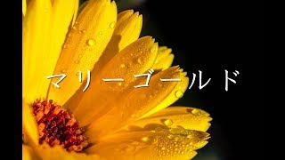 マリーゴールド　歌ってみた@kai