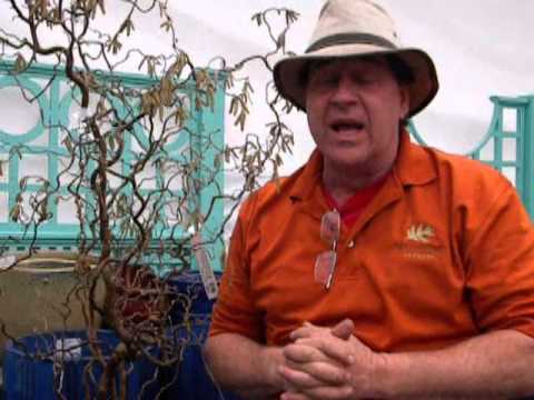 Harry Lauder's Walking Stick