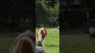 Download lagu hewan sapi makan rumput mp3 Download lagu hewan sapi makan rumput mp3