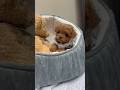 Good MORNING ️ Goodmorning Cute Shortvideo Dog Puppyvideos Cutedogs
