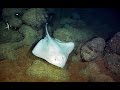 A Walk on the Wild Side: Exploring the Ocean ...