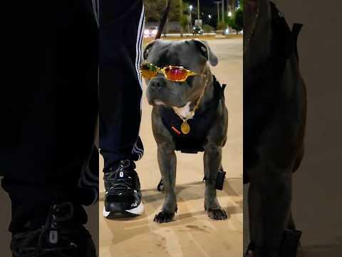 MEDO DE SAIR SOZINHO A NOITE #dog #cachorro #staffy #pitbull