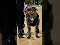 MEDO DE SAIR SOZINHO A NOITE Dog Cachorro Staffy Pitbull