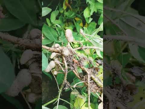 to Day fist Day pealnut havsting