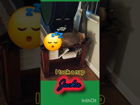 JACKIE CAN SLEEP ANYWHERE! 😴 #cat #kitten #meow #siamese #dailyshorts #shorts #cute #catlovers #pets
