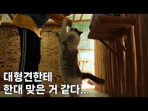 산골짜기에 유기된 비실비실 고양이, 머슬냥이가 된 사연.