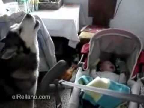 Watch what this dog does to the baby!!