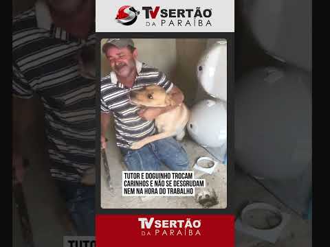 Amor de quatro patas: labrador não desgruda do pai de tutora nem na hora do trabalho