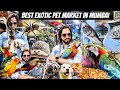 Exotic Pet Market In Mumbai Animals Birds Cats More Crawford Market Mumbai